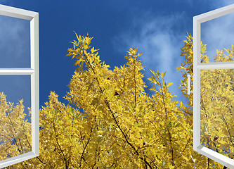 Image showing open window to yellow autumn tree and blue sky