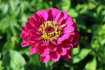 Image showing beautiful and red flower of zinnia