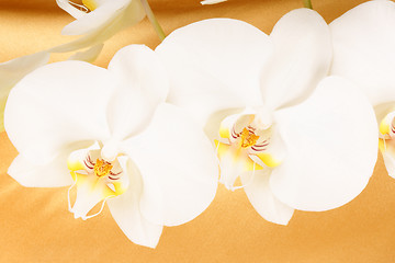 Image showing Phalaenopsis Aphrodite (Moon Orchid)