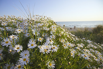 Image showing Spring Flowers