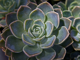 Image showing Succulent, gardening