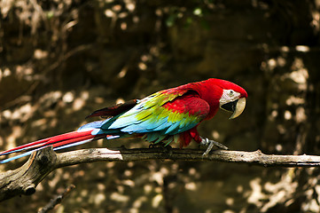 Image showing Red-and-green macaw