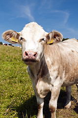 Image showing Cow