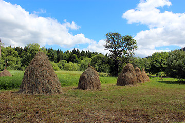 Image showing sheafs of hay standing in Carpathian mountains
