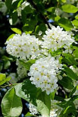 Image showing big branches of bird cherry tree