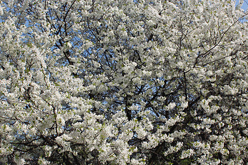 Image showing tree of blossoming cherry