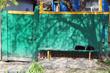 Image showing two black cat laying on the bench