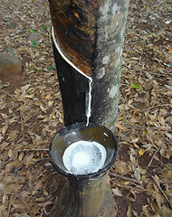 Image showing rubber tree plantation