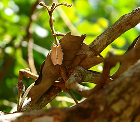 Image showing strange insect