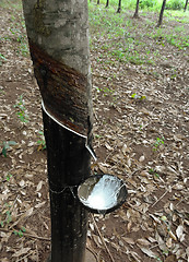 Image showing rubber tree plantation