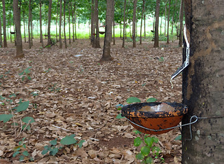 Image showing rubber tree plantation