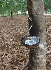 Image showing rubber tree plantation