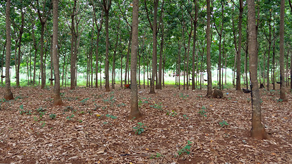 Image showing rubber tree plantation