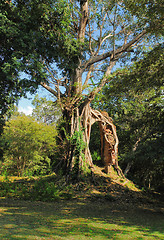 Image showing Beng Mealea