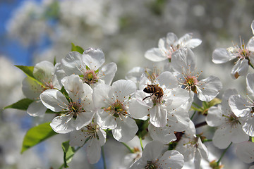 Image showing bee on the flowers of blossoming cherry
