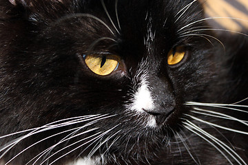 Image showing muzzle of black cat