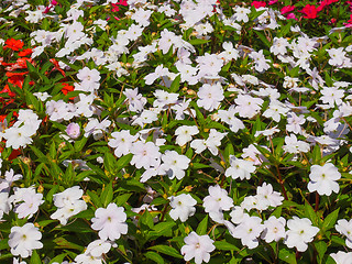 Image showing Impatiens New Guinea flower