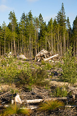 Image showing Landscape left Scarred after Logging Clear Cut