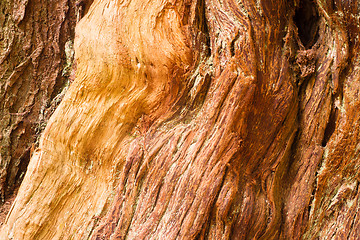 Image showing Large Living Cedar Tree Wood Grain Exposed