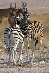 Image showing Two zebras