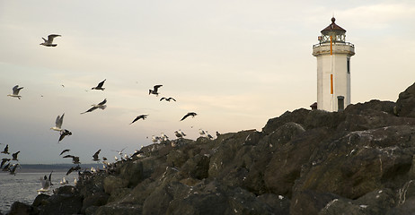 Image showing Seagulls Fly Shorebirds Rock Barrier Point Wilson Lighthouse