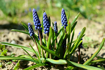 Image showing Some beautiful blue flowers of muscari