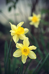 Image showing Beautiful Daffodils (Narcissus)