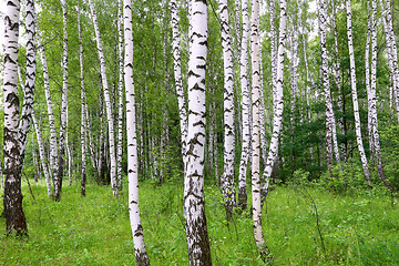 Image showing Beautiful birch of summer forest