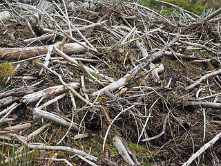 Image showing pile of slash, Scotland higlands