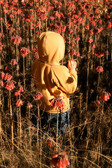 Image showing Frolicking in wildflowers