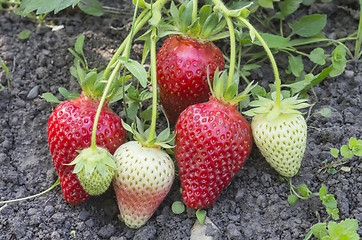 Image showing Strawberry bunch