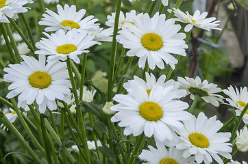 Image showing Flower background