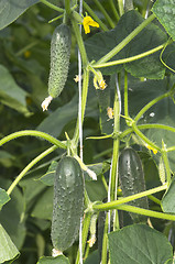 Image showing Cucumber plant