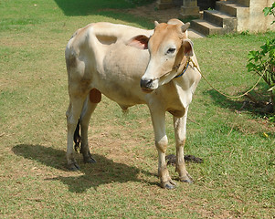 Image showing bull in Thailand