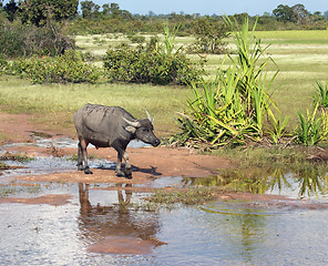 Image showing stream and cattle