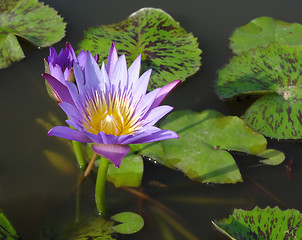 Image showing water lily