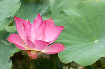 Image showing lotus flower