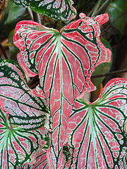 Image showing exotic leaves