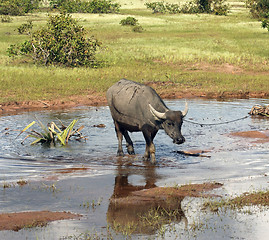 Image showing stream and cattle