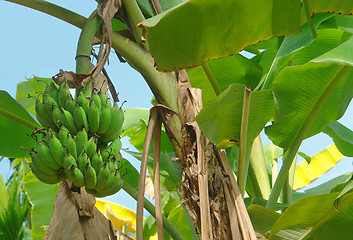 Image showing banana plant