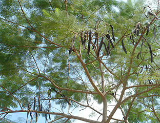 Image showing carob tree