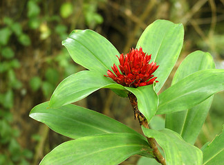 Image showing exotic red flower
