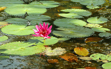 Image showing water lily