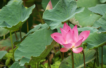 Image showing lotus flower