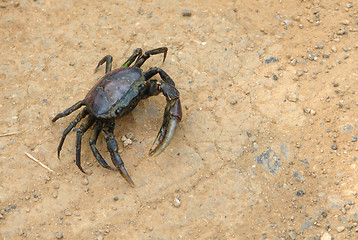 Image showing dark crab