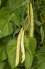 Image showing Kidney bean
