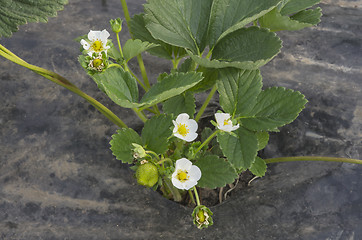 Image showing Strawberry plant flower