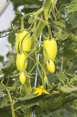 Image showing Tomato plant