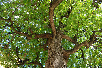 Image showing carob treetop