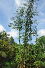 Image showing bamboo